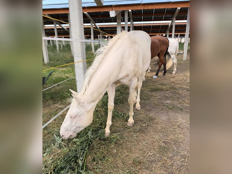 Appaloosa Gelding 4 years 15 hh Perlino in Falkenberg/Elster
