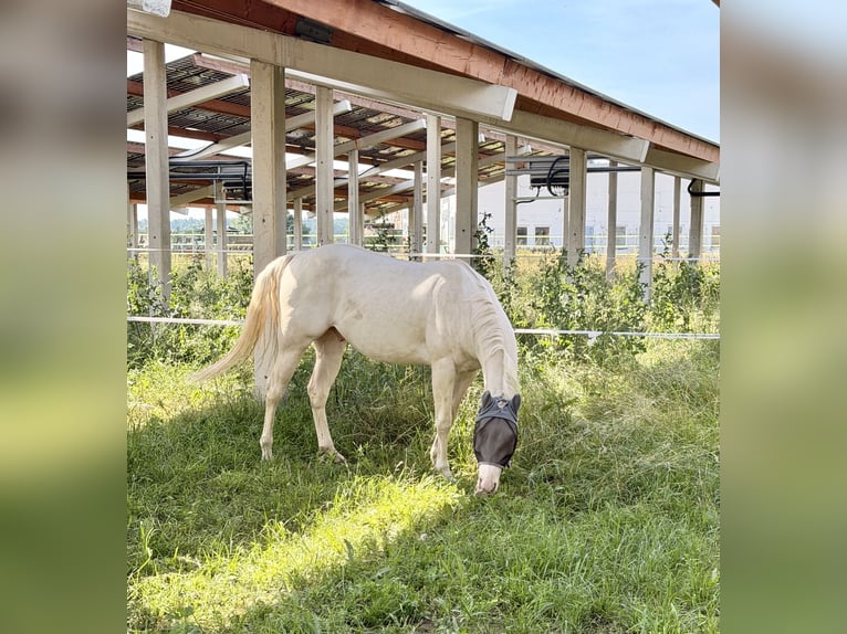 Appaloosa Gelding 4 years 15 hh Perlino in Falkenberg/Elster