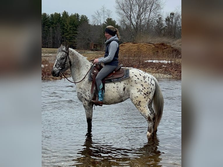 Appaloosa Gelding 4 years 15 hh Smoky-Black in Simsbury