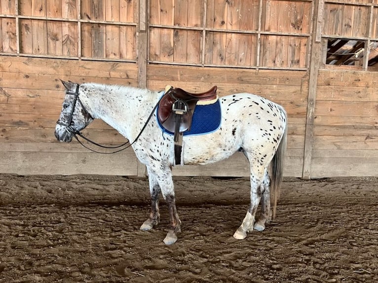 Appaloosa Gelding 4 years 15 hh Smoky-Black in Westfield
