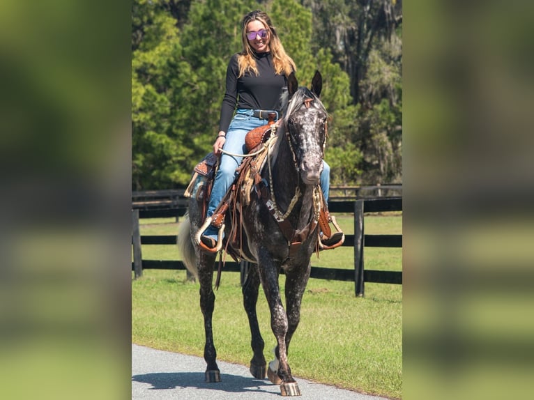 Appaloosa Gelding 4 years 15 hh in Ocala, FL