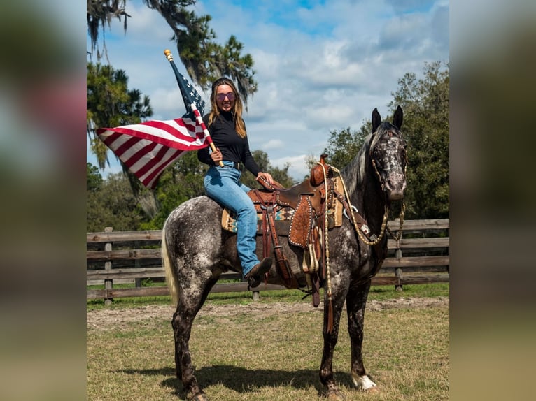 Appaloosa Gelding 4 years 15 hh in Ocala, FL