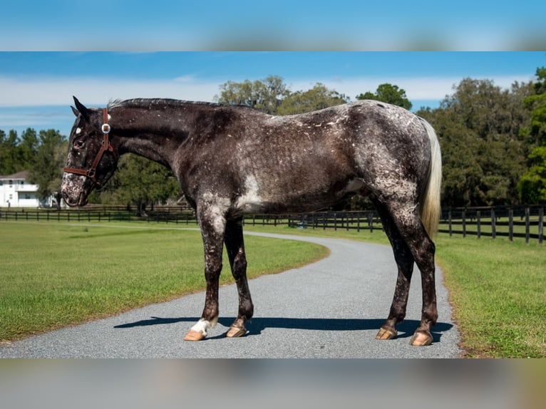 Appaloosa Gelding 4 years 15 hh in Ocala, FL