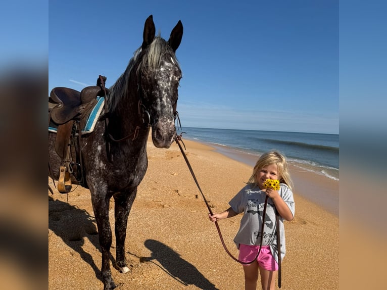 Appaloosa Gelding 4 years 15 hh in Ocala, FL