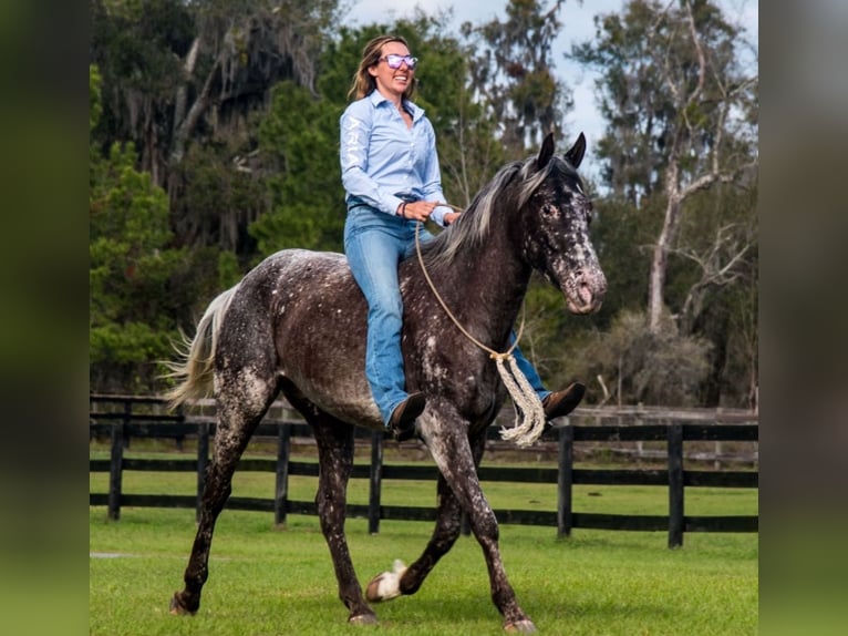 Appaloosa Gelding 4 years 15 hh in Ocala, FL