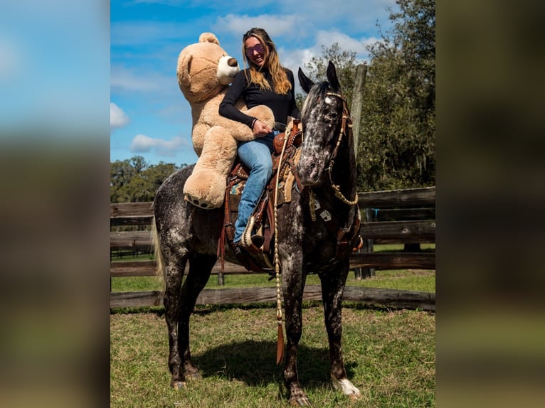 Appaloosa Gelding 4 years 15 hh in Ocala, FL