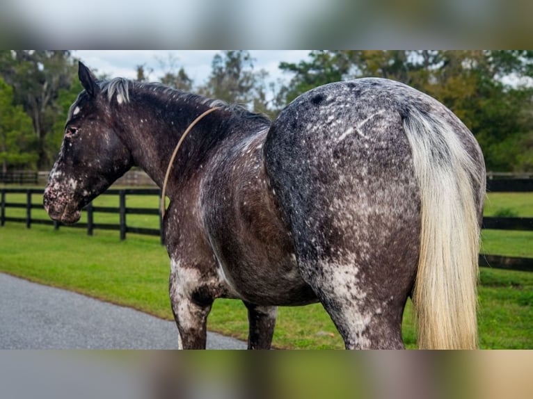 Appaloosa Gelding 4 years 15 hh in Ocala, FL