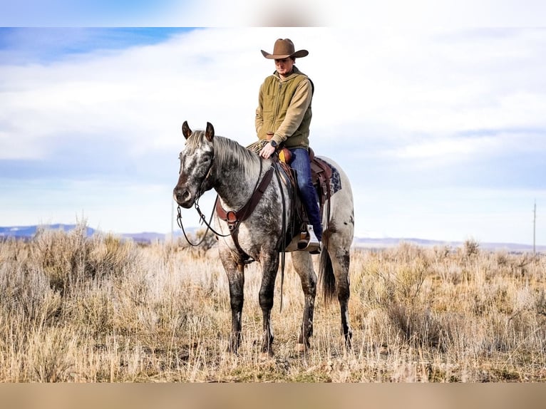 Appaloosa Gelding 4 years 15,1 hh Brown in Saint Anthony