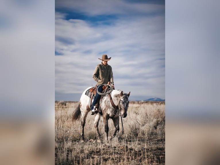 Appaloosa Gelding 4 years 15,1 hh Brown in Saint Anthony