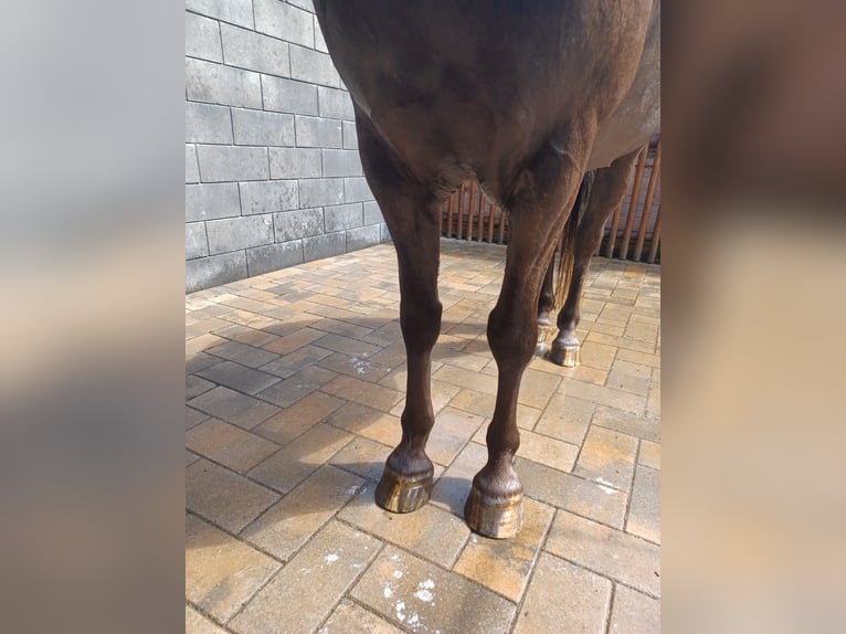 Appaloosa Mix Gelding 4 years 15,1 hh Grullo in Mehren