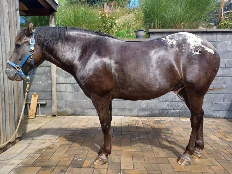 Appaloosa Mix Gelding 4 years 15,1 hh Grullo in Mehren