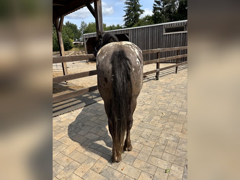 Appaloosa Mix Gelding 4 years 15,1 hh Grullo in Mehren