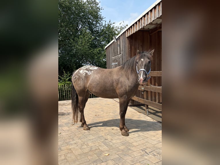 Appaloosa Mix Gelding 4 years 15,1 hh Grullo in Mehren