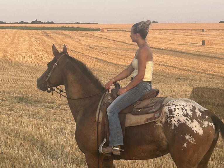 Appaloosa Gelding 4 years 15,2 hh Chestnut-Red in Quievrain