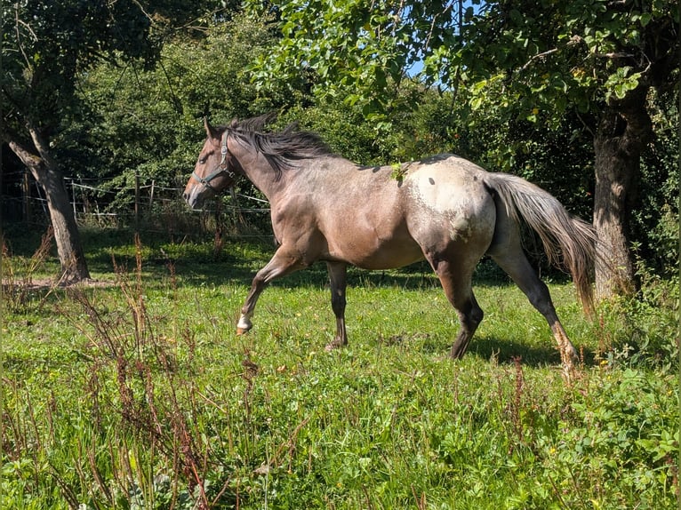 Appaloosa Gelding 4 years 15,2 hh Roan-Bay in Morbach