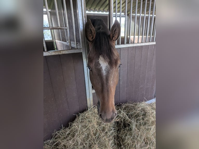 Appaloosa Gelding 4 years 15,2 hh Roan-Bay in Morbach