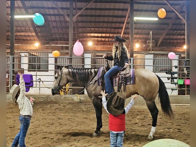 Appaloosa Gelding 4 years 15,3 hh Buckskin in Robards