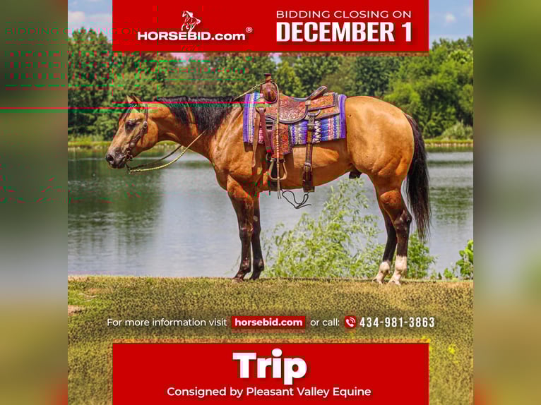 Appaloosa Gelding 4 years 15,3 hh Buckskin in Robards