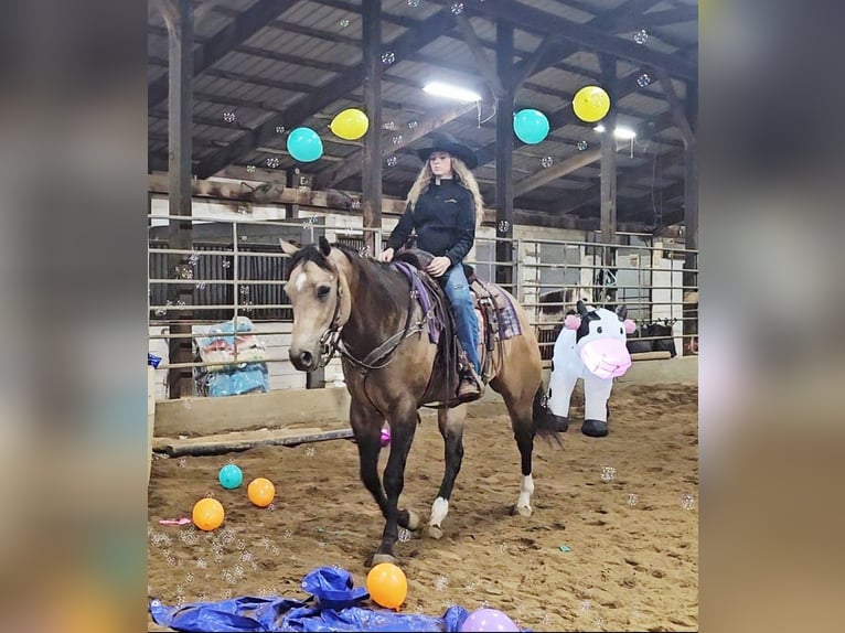 Appaloosa Gelding 4 years 15,3 hh Buckskin in Robards