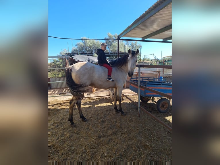 Appaloosa Mix Gelding 4 years 16,3 hh in Nules