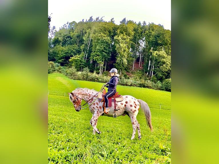 Appaloosa Gelding 4 years 16 hh Leopard-Piebald in Gallzein