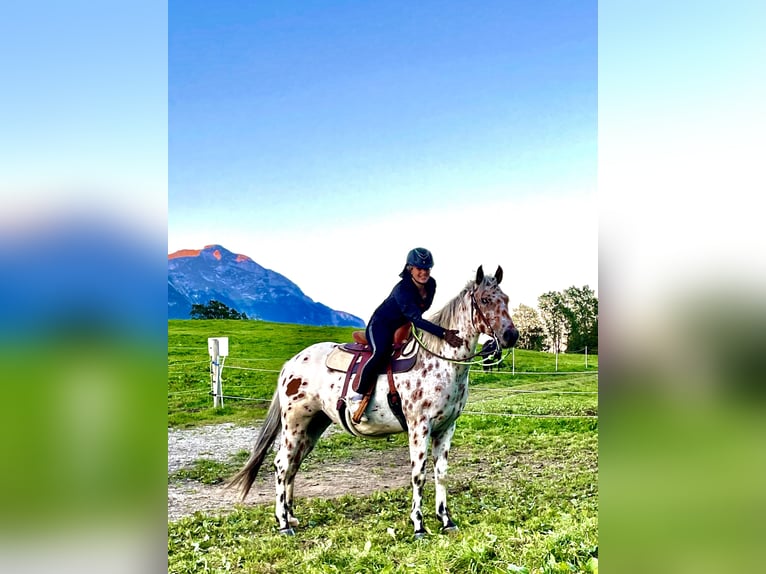 Appaloosa Gelding 4 years 16 hh Leopard-Piebald in Gallzein