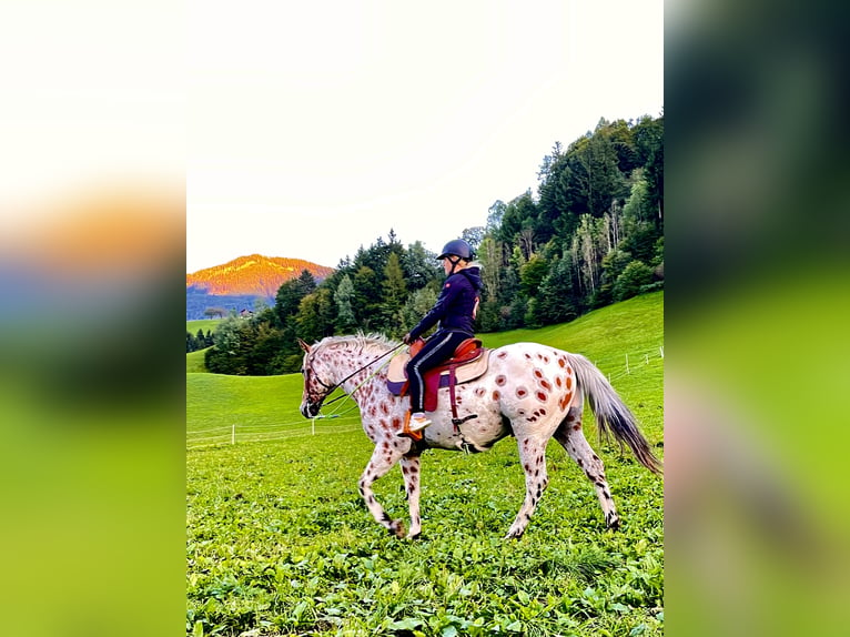 Appaloosa Gelding 4 years 16 hh Leopard-Piebald in Gallzein