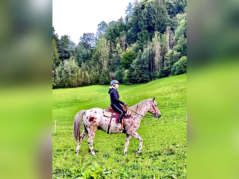 Appaloosa Gelding 4 years 16 hh Leopard-Piebald in Gallzein