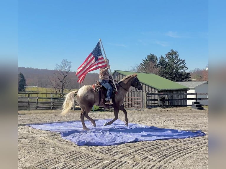 Appaloosa Gelding 4 years 16 hh  in New Holland