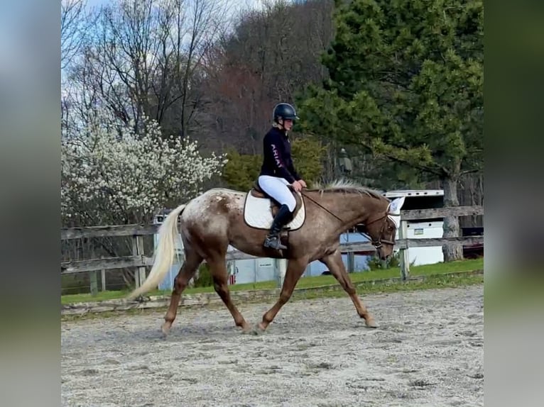 Appaloosa Gelding 4 years 16 hh  in New Holland