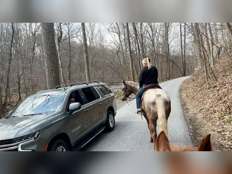 Appaloosa Gelding 4 years 16 hh  in New Holland