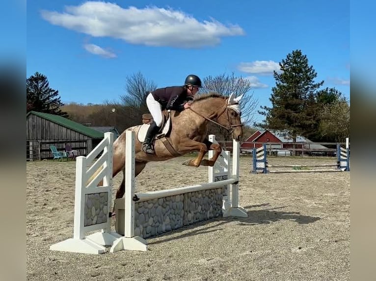 Appaloosa Gelding 4 years 16 hh  in New Holland