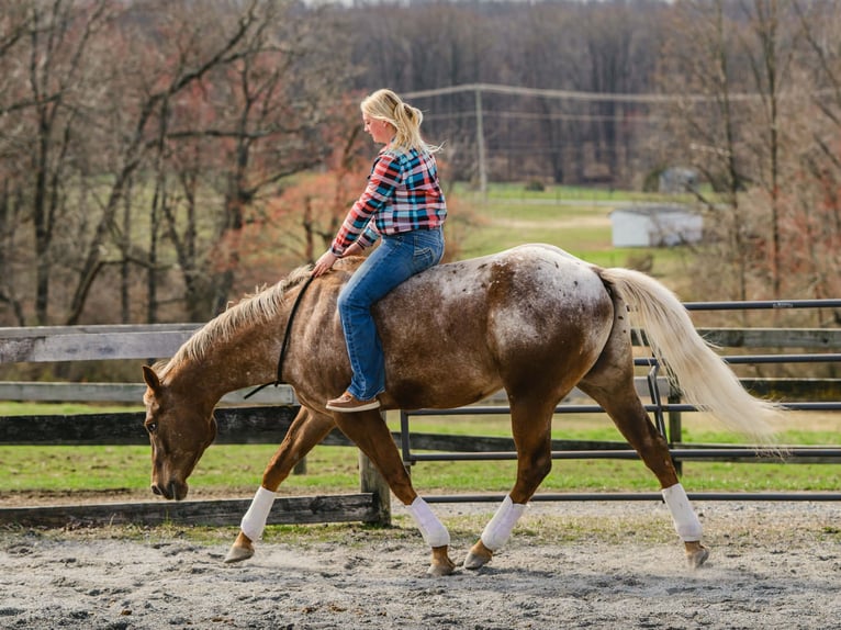 Appaloosa Gelding 4 years 16 hh  in New Holland