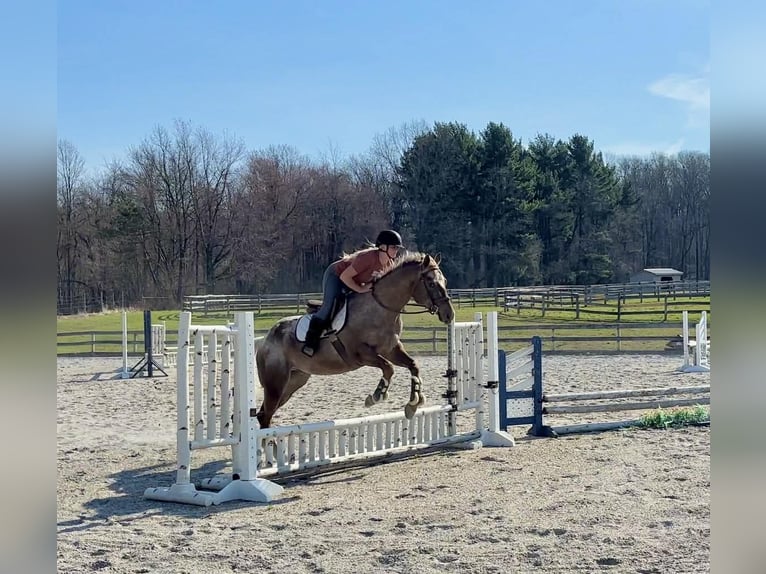 Appaloosa Gelding 4 years 16 hh  in New Holland