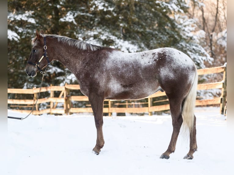 Appaloosa Gelding 4 years 16 hh  in New Holland