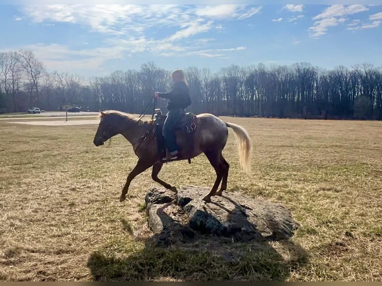Appaloosa Gelding 4 years 16 hh  in New Holland