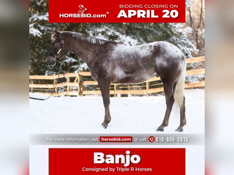 Appaloosa Gelding 4 years 16 hh  in New Holland