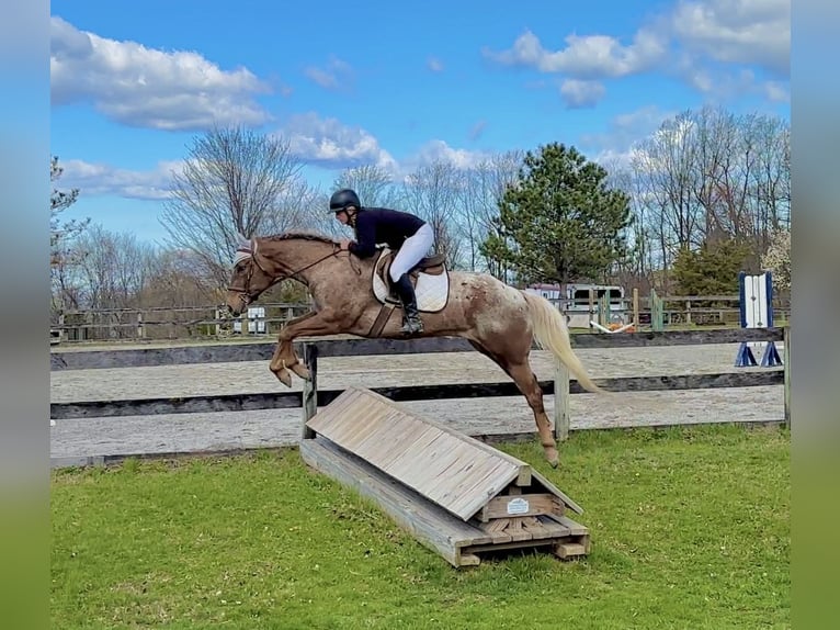 Appaloosa Gelding 4 years 16 hh  in New Holland