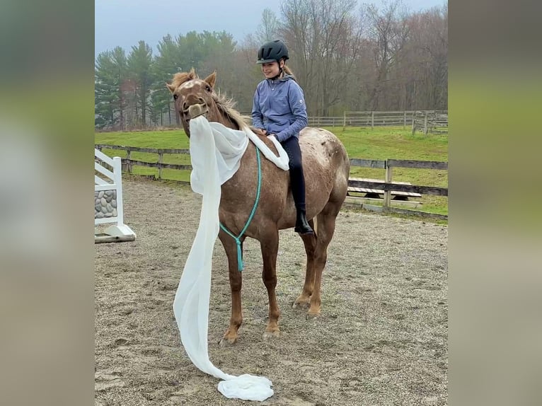 Appaloosa Gelding 4 years 16 hh  in New Holland