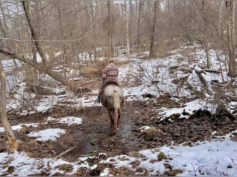 Appaloosa Gelding 4 years 16 hh  in New Holland