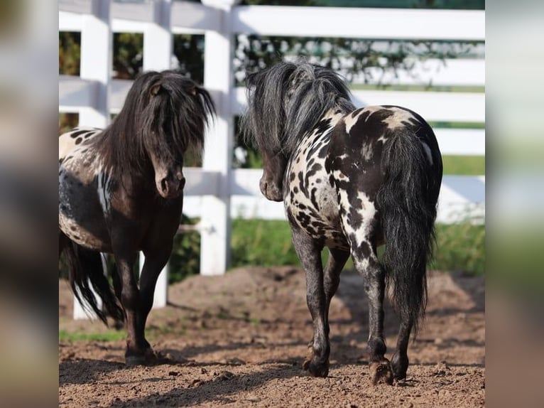 Appaloosa Gelding 4 years 9.1 hh Leopard-Piebald in Oberlangen