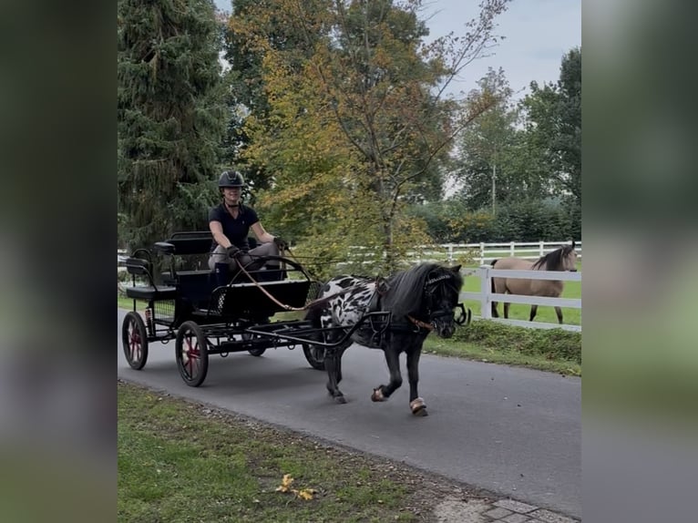 Appaloosa Gelding 4 years 9,1 hh Leopard-Piebald in Oberlangen