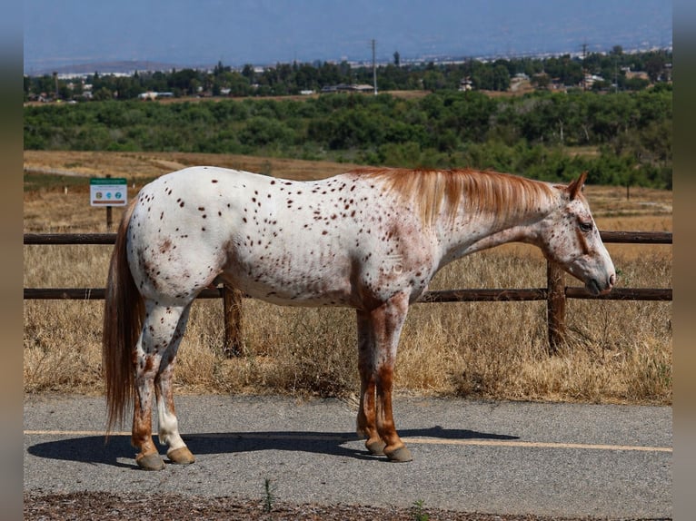 Appaloosa Gelding 4 years Brown in Norco