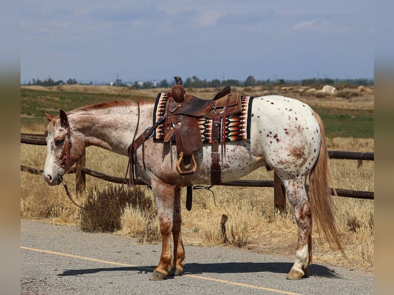 Appaloosa Gelding 4 years Brown in Norco