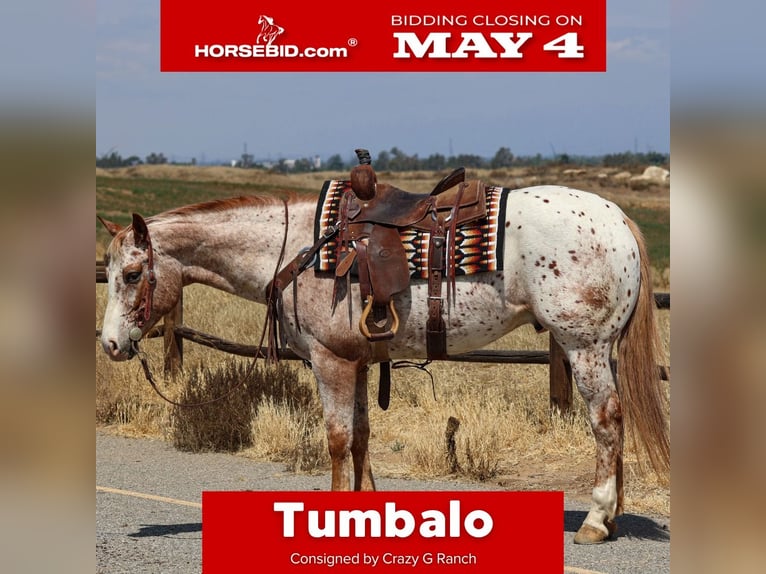 Appaloosa Gelding 4 years Chestnut-Red in Norco