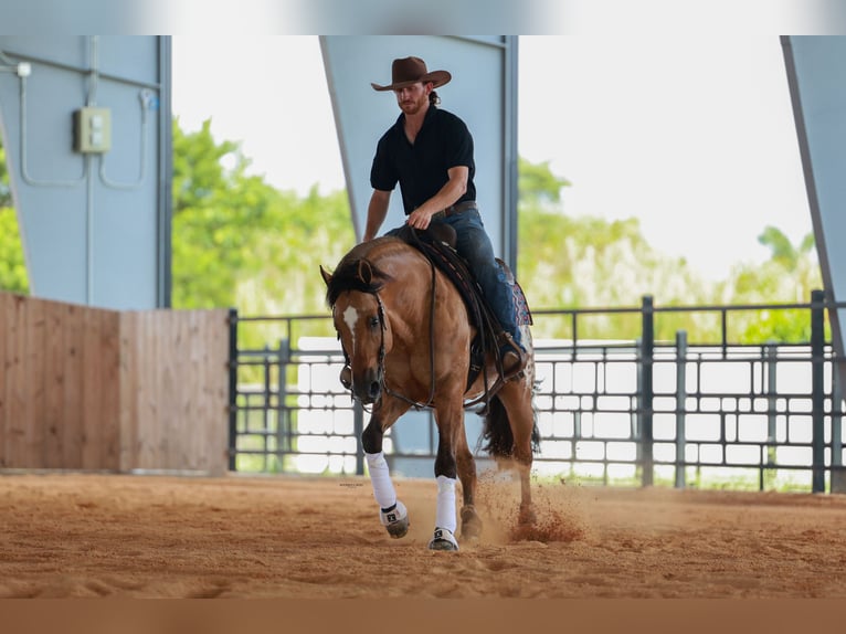 Appaloosa Gelding 4 years Dun in Miami