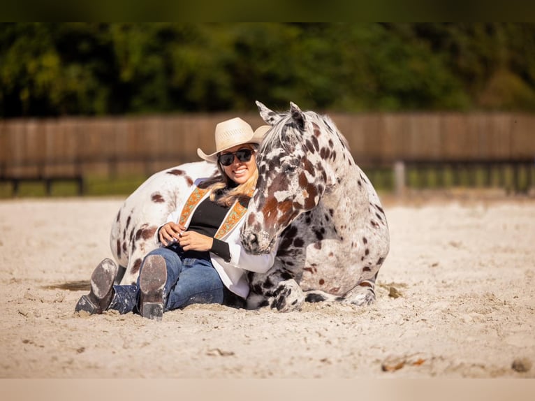 Appaloosa Gelding 4 years  in Ocala