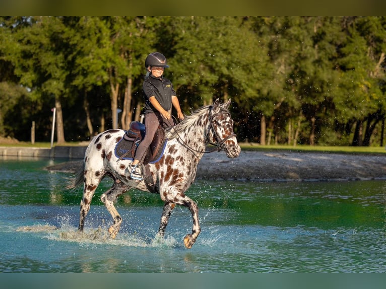 Appaloosa Gelding 4 years  in Ocala