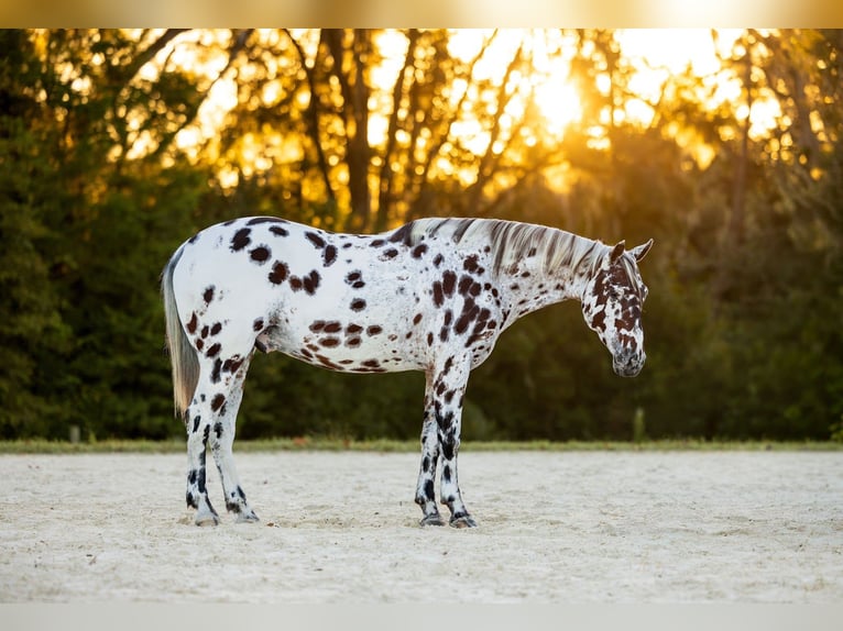 Appaloosa Gelding 4 years  in Ocala