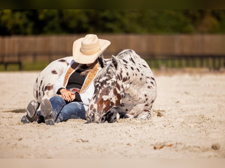 Appaloosa Gelding 4 years  in Ocala